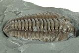 Flexicalymene Trilobite Fossil - Indiana #289051-2